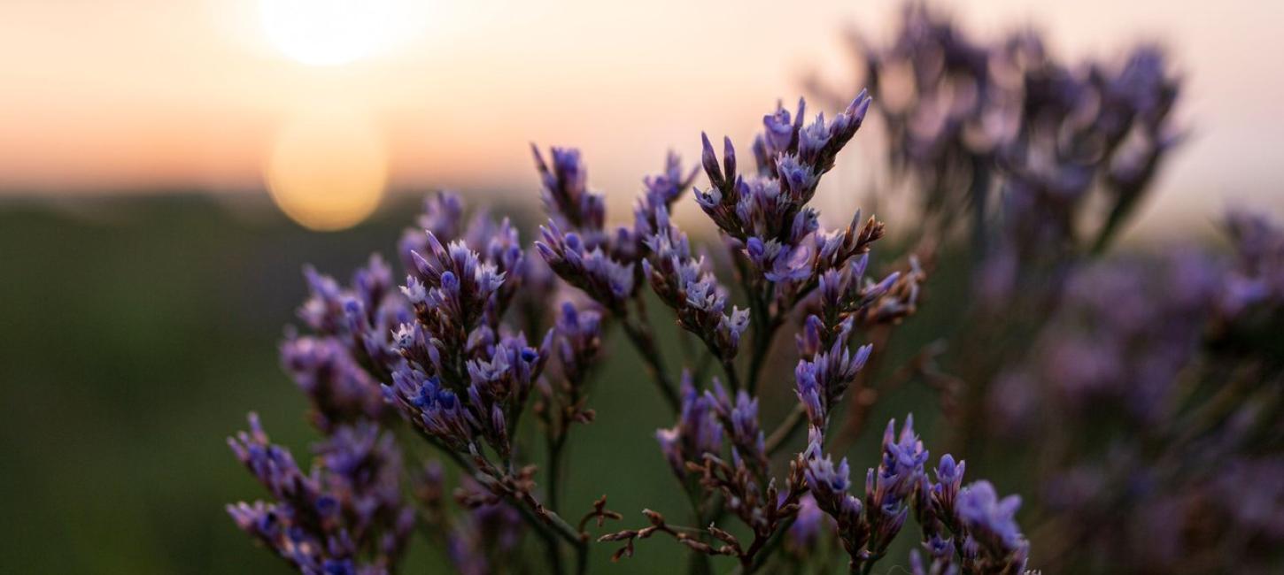 Lavendel i solnedgang