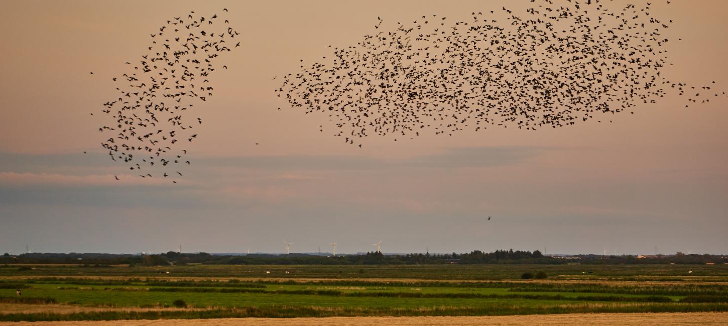 blacksun-near-Ribe_1_©Vadehavscentret