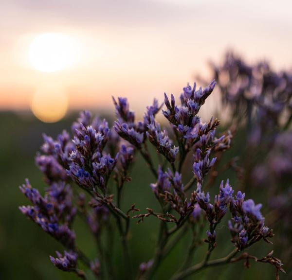 Lavendel i solnedgang
